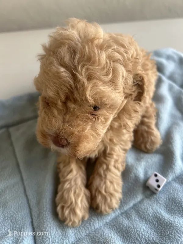 Bozo – Cocker Spaniel, Poodle - Toy  puppy for sale in Michigan Center, MI
