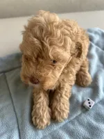 Bozo, a male Cocker Spaniel and Poodle - Toy  for sale in Michigan Center, MI – 1 of 1