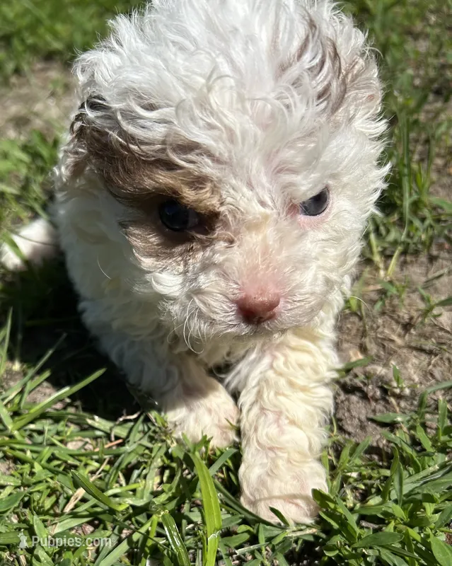 Boz – Cocker Spaniel, Poodle - Toy  puppy for sale in Michigan Center, MI