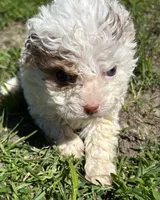 Buddy, a male Cocker Spaniel and Poodle - Toy  for sale in Michigan Center, MI – 2 of 2