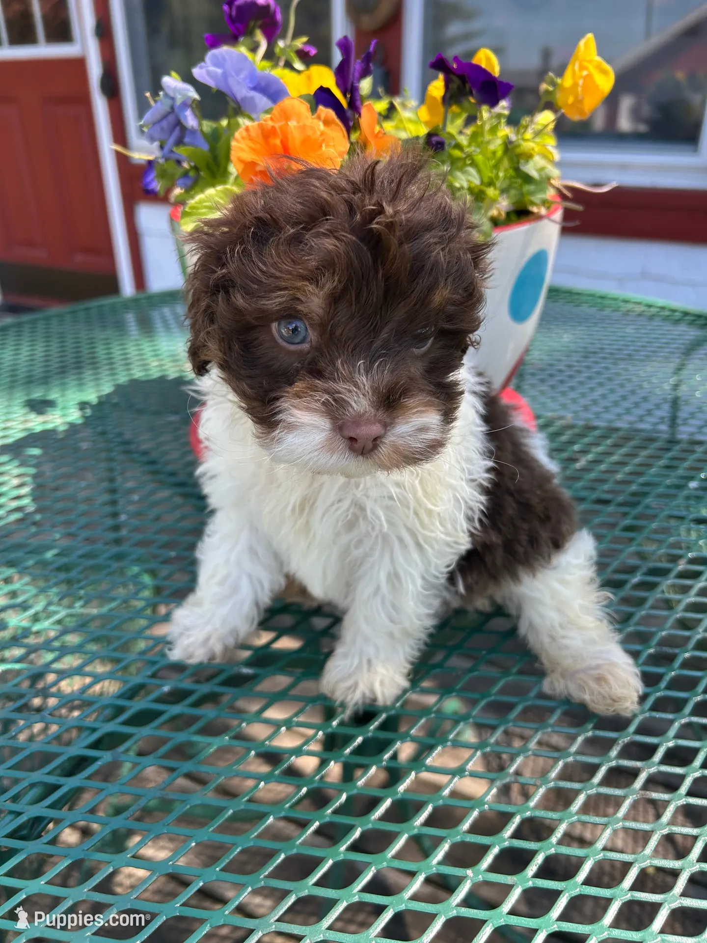 Buddy, a male Cocker Spaniel and Poodle - Toy  for sale in Michigan Center, MI – 1 of 2