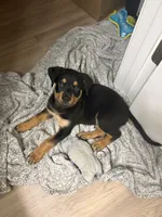 Titan, a male Rottweiler for sale in Raleigh, NC – 1 of 6