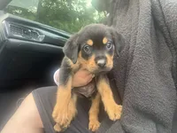 Titan, a male Rottweiler for sale in Raleigh, NC – 5 of 6