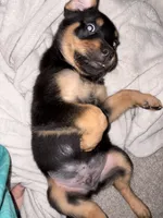 Titan, a male Rottweiler for sale in Raleigh, NC – 4 of 6