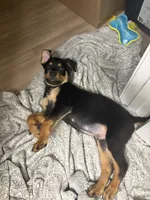 Titan, a male Rottweiler for sale in Raleigh, NC – 3 of 6