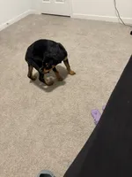 Titan, a male Rottweiler for sale in Raleigh, NC – 6 of 6