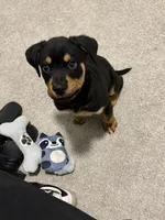 Titan, a male Rottweiler for sale in Raleigh, NC – 2 of 6