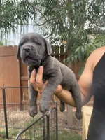 Blue , a male Cane Corso for sale in Firebaugh, CA – 2 of 2