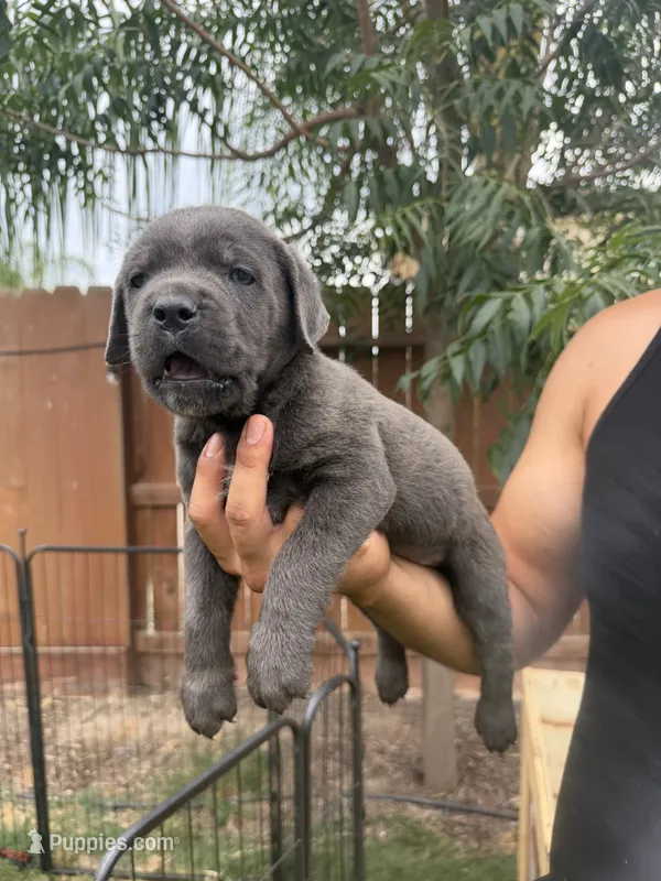 Nala  – Cane Corso puppy for sale in Firebaugh, CA