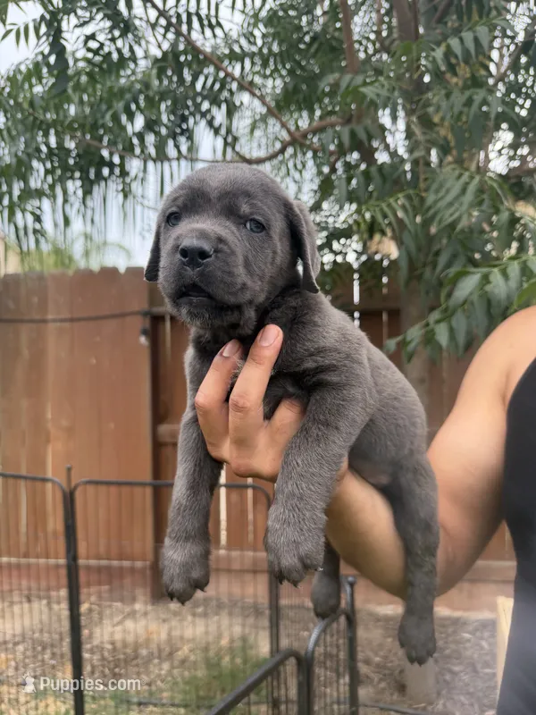 Blue  – Cane Corso puppy for sale in Firebaugh, CA