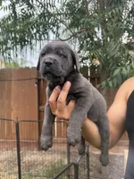 Blue , a male Cane Corso for sale in Firebaugh, CA – 1 of 2