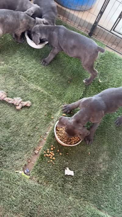 Nala , a female Cane Corso for sale in Firebaugh, CA – 2 of 2