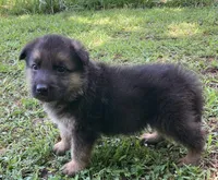 Buddy, a male German Shepherd Dog for sale in North Little Rock, AR – 1 of 1