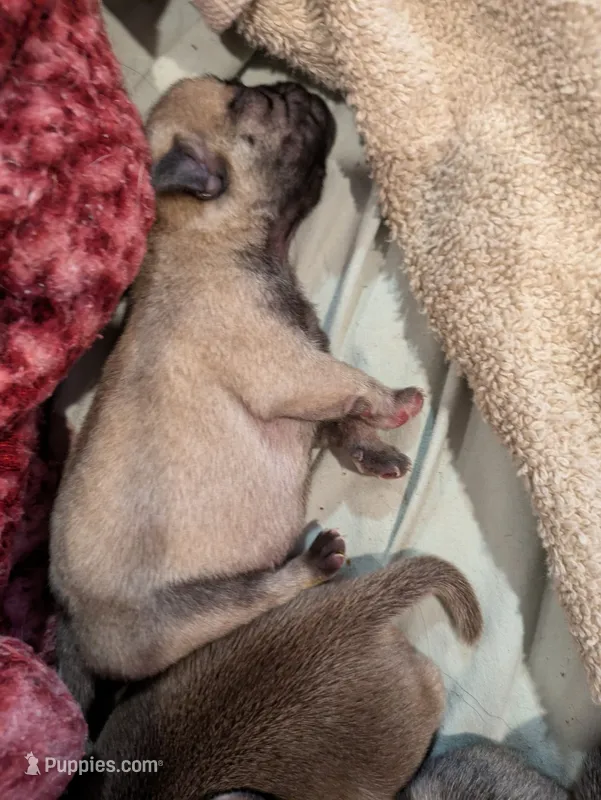 AKC Lucy – Pug puppy for sale in Rensselaer, IN