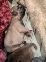 AKC Lucy, a female Pug for sale in Rensselaer, IN – 1 of 3