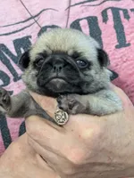 AKC Champion Sally, a female Pug for sale in Rensselaer, IN – 4 of 7