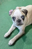 Panda boy "Tank", a male Pug for sale in Rensselaer, IN – 3 of 3