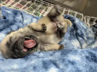 AKC Champion Lucy, a female Pug for sale in Rensselaer, IN – 2 of 4
