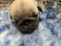 AKC Champion Lucy, a female Pug for sale in Rensselaer, IN – 4 of 4