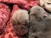 AKC "Coco" Chocolate/Lavender Pug, a male Pug for sale in Rensselaer, IN – 2 of 5