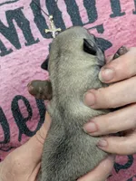 AKC Champion Sally, a female Pug for sale in Rensselaer, IN – 5 of 7