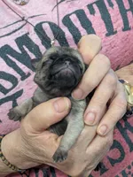 AKC Champion Sally, a female Pug for sale in Rensselaer, IN – 2 of 7