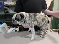 Ted D. Bear, a male Pug for sale in Rensselaer, IN – 4 of 4