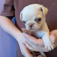 Lilly AKC Champion, a female Pug for sale in Rensselaer, IN – Photo 1 of 8