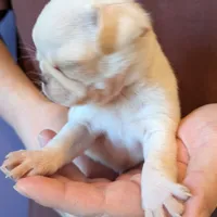 Lilly AKC Champion, a female Pug for sale in Rensselaer, IN – Photo 2 of 8