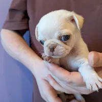 Lilly AKC Champion, a female Pug for sale in Rensselaer, IN – Photo 6 of 8