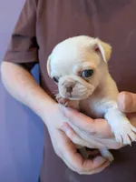 processed/d316870f-77a7-4a58-81a1-9b2c37a876ee/listing/4aa7bcbd-b5dd-4b50-8807-11c99116e25b/60a1af67-0d8b-4797-805c-52afb56406ca