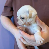 Lilly AKC Champion, a female Pug for sale in Rensselaer, IN – Photo 7 of 8