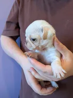 processed/d316870f-77a7-4a58-81a1-9b2c37a876ee/listing/4aa7bcbd-b5dd-4b50-8807-11c99116e25b/6f28608e-b060-47bd-8a3d-6d75b1ac741f