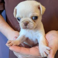 Lilly AKC Champion, a female Pug for sale in Rensselaer, IN – Photo 3 of 8