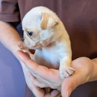Lilly AKC Champion, a female Pug for sale in Rensselaer, IN – Photo 5 of 8