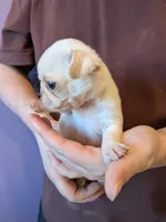 processed/d316870f-77a7-4a58-81a1-9b2c37a876ee/listing/4aa7bcbd-b5dd-4b50-8807-11c99116e25b/c650afb8-d1ee-4969-9a5c-a9caec68b521