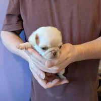 Lilly AKC Champion, a female Pug for sale in Rensselaer, IN – Photo 8 of 8