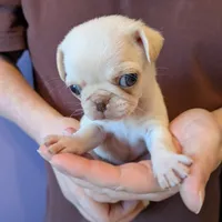 Lilly AKC Champion, a female Pug for sale in Rensselaer, IN – Photo 4 of 8
