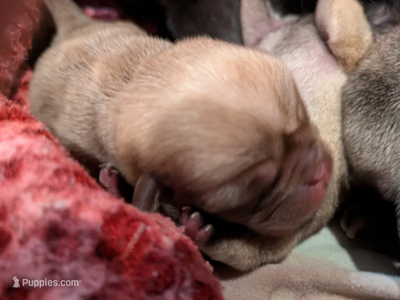 AKC "Coco" Chocolate/Lavender Pug – Pug puppy for sale in Rensselaer, IN