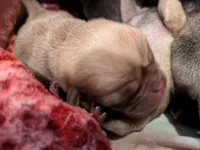 AKC "Coco" Chocolate/Lavender Pug, a male Pug for sale in Rensselaer, IN – 1 of 5