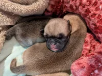 AKC Lucy, a female Pug for sale in Rensselaer, IN – 2 of 3
