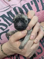 AKC Champion Sally, a female Pug for sale in Rensselaer, IN – 7 of 7
