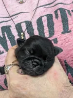AKC champion Little Bear, a male Pug for sale in Rensselaer, IN – 5 of 5