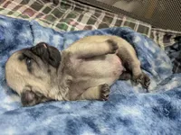 AKC Champion Lucy, a female Pug for sale in Rensselaer, IN – 1 of 4