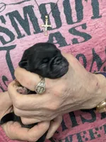 AKC Champion George, a male Pug for sale in Rensselaer, IN – 4 of 4