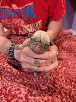 AKC "Coco" Chocolate/Lavender Pug, a male Pug for sale in Rensselaer, IN – 4 of 5