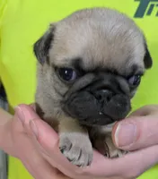 Tinks Mini Boy AKC, a male Pug for sale in Rensselaer, IN – Photo 1 of 4