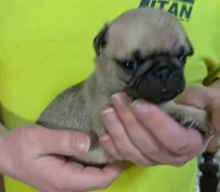 Tinks Mini Boy AKC, a male Pug for sale in Rensselaer, IN – Photo 3 of 4
