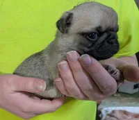 Tinks Mini Boy AKC, a male Pug for sale in Rensselaer, IN – Photo 4 of 4
