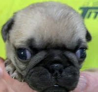 Tinks Mini Boy AKC, a male Pug for sale in Rensselaer, IN – Photo 2 of 4